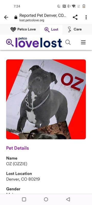 Lost Dog in Denver, Colorado — listing photo