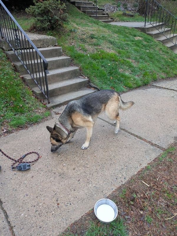Found Dog in Philadelphia, Pennsylvania — listing photo