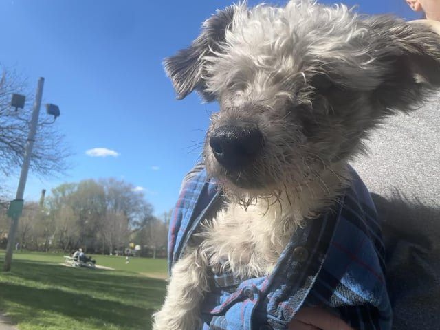Lost Dog in Providence, Rhode Island — listing photo