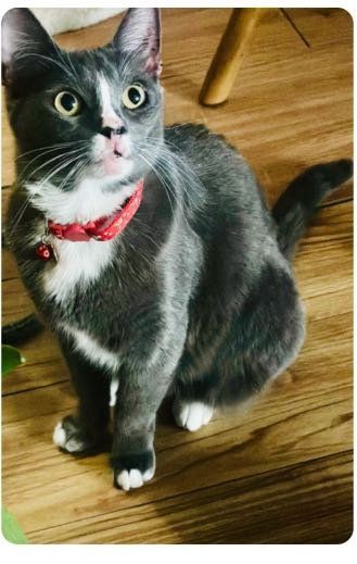 Lost Cat in Las Vegas, Nevada — listing photo