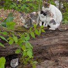 Found Cat in Detroit, Michigan — Kittens rescued in N. Corktown need homes! (Spayed/neutered, vaccinated, and socialized)
