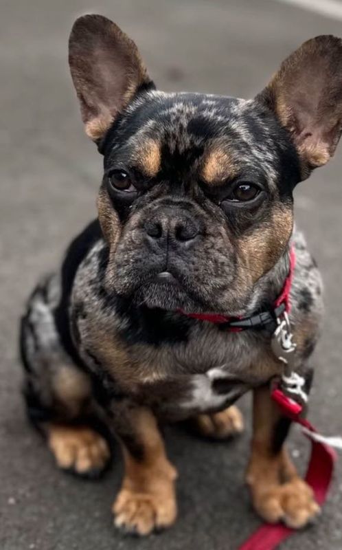 Lost Dog in Inglewood, California — listing photo