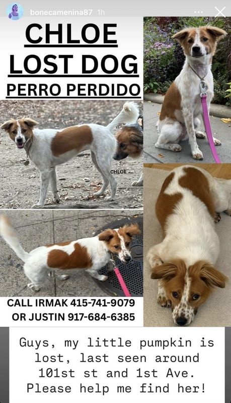 Lost Dog in New York, New York — Hello, a friend’s dog got lost in the city. Please see the attachment for her pictures and…