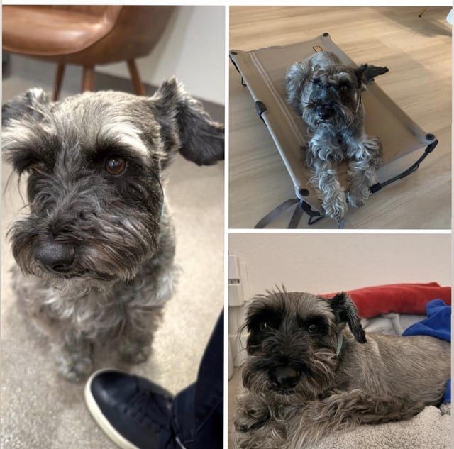 Lost Cat in Carlsbad, California — Schnauzer lost please help find Luna