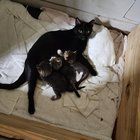 Found Dog in Dallas, Texas — Need some assistance rehoming a momma and kitten