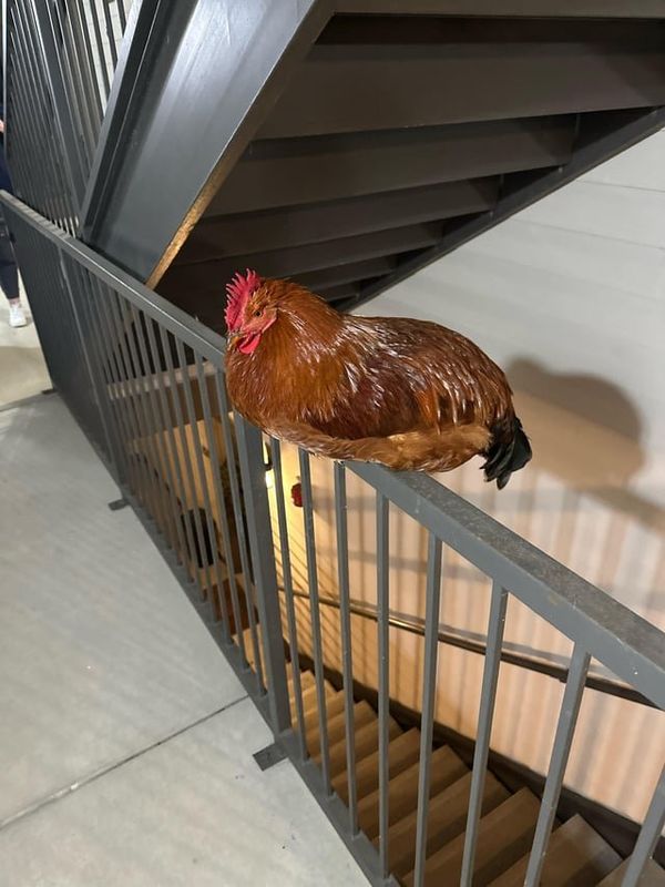 Lost Pet in Raleigh, North Carolina — listing photo