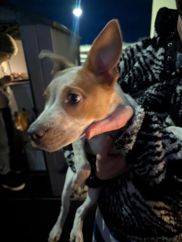 Found Dog in Milwaukee, Wisconsin — Dog found on Lincoln Memorial