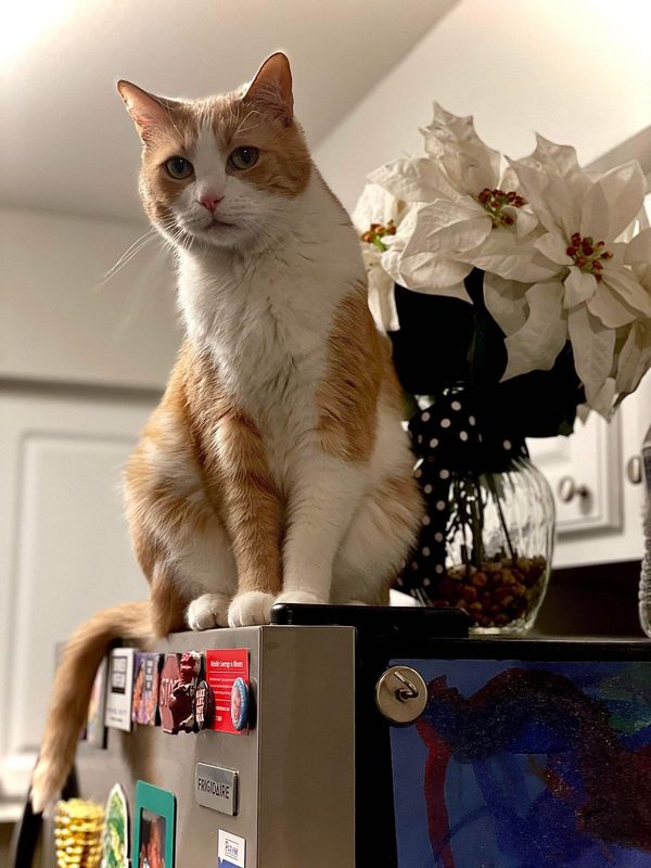 Lost Cat in Thornton, Colorado — listing photo
