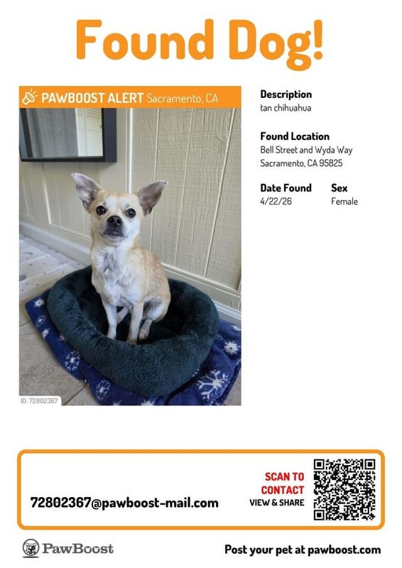 Found Dog in Sacramento, California — listing photo