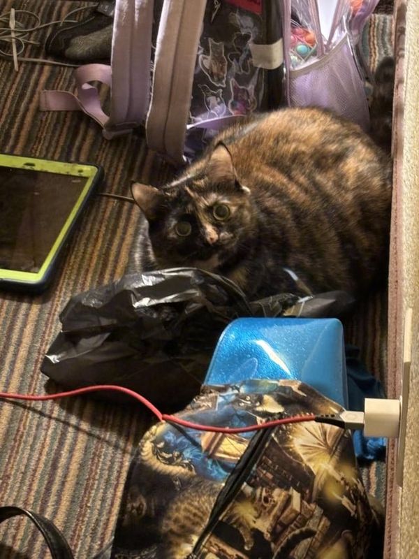 Lost Cat in Charlotte, North Carolina — listing photo