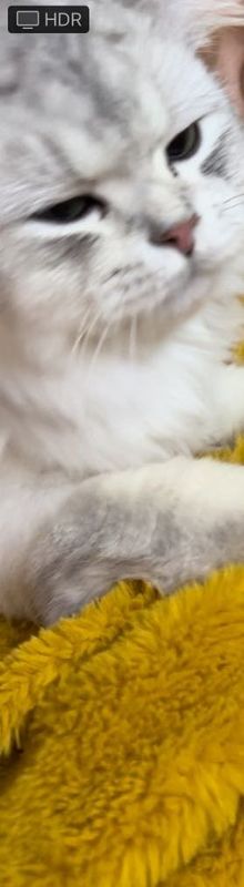 Lost Cat in Kirkland, Washington — listing photo