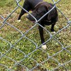 Lost Dog in Charlotte, North Carolina — listing photo