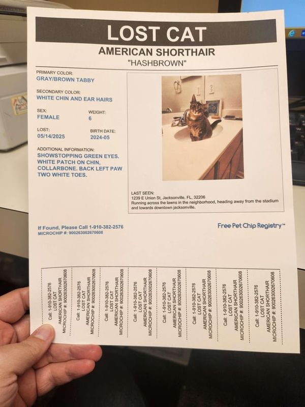 Lost Cat in Jacksonville, Florida — listing photo