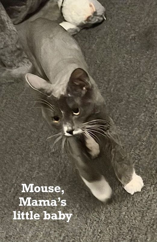 Lost Cat in Twin Falls, Idaho — listing photo