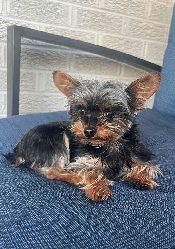 Lost Dog in Denver, Colorado — listing photo