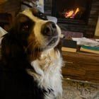 Lost Dog in Spokane, Washington — listing photo