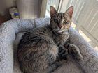 Lost Cat in Indianapolis, Indiana — Kitten needs a home.