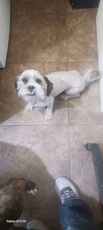 Lost Dog in Phoenix, Arizona — listing photo