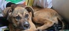 Found Dog in New Orleans, Louisiana — Doggo found appx 1800 Music Street.