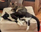 Lost Cat in San Francisco, California — listing photo