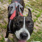 Lost Dog in Philadelphia, Pennsylvania — listing photo