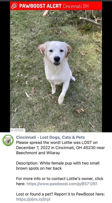 Lost Dog in Washington, District of Columbia — My neighbor's dog went missing yesterday afternoon. In the areas between Mt…