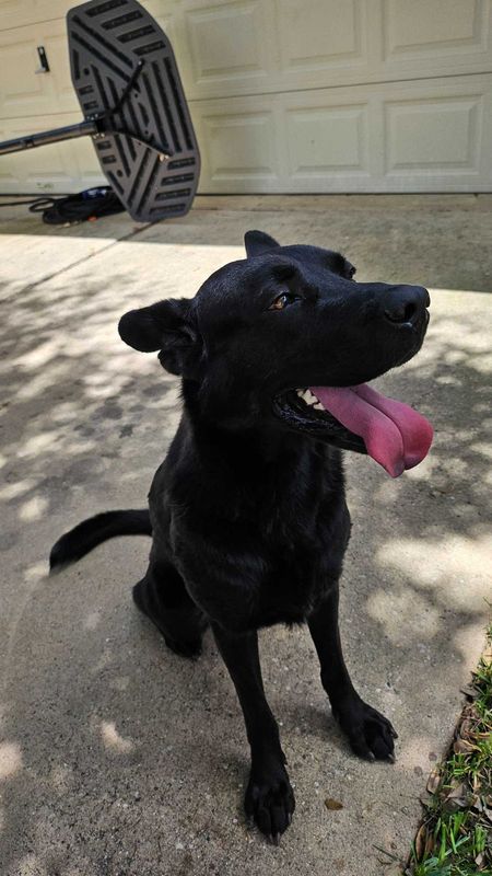 Found Dog in Cypress, California — listing photo