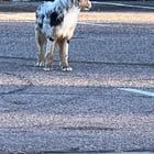 Lost Dog in Denver, Colorado — listing photo