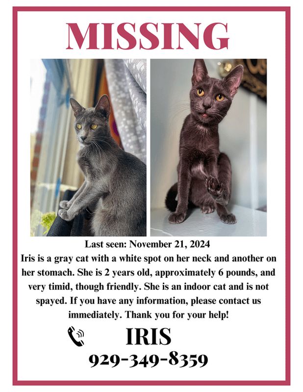 Lost Cat in New York, New York — listing photo