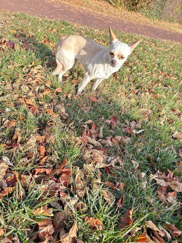 Found Dog in Philadelphia, Pennsylvania — listing photo