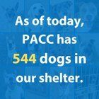 Lost Dog in Tucson, Arizona — Post from PACC