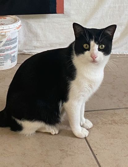 Lost Cat in Midwest City, Oklahoma — listing photo