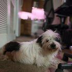Lost Dog in Philadelphia, Pennsylvania — listing photo