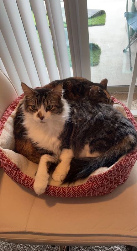 Lost Cat in Mustang Ridge — listing photo