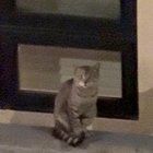 Lost Cat in San Jose, California — Did you lose your cat?