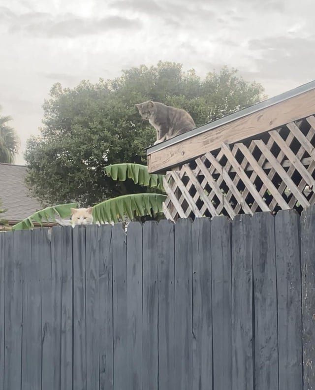 Found Cat in Houston, Texas — Any recommendations for TNR programs and live trap rentals?