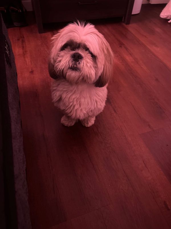 Lost Dog in Bakersfield, California — listing photo