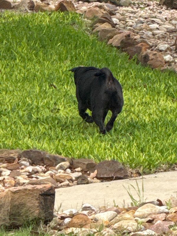 Found Dog in Pflugerville, Texas — listing photo