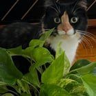 Found Dog in Jacksonville, Florida — Rehoming 9 month cat