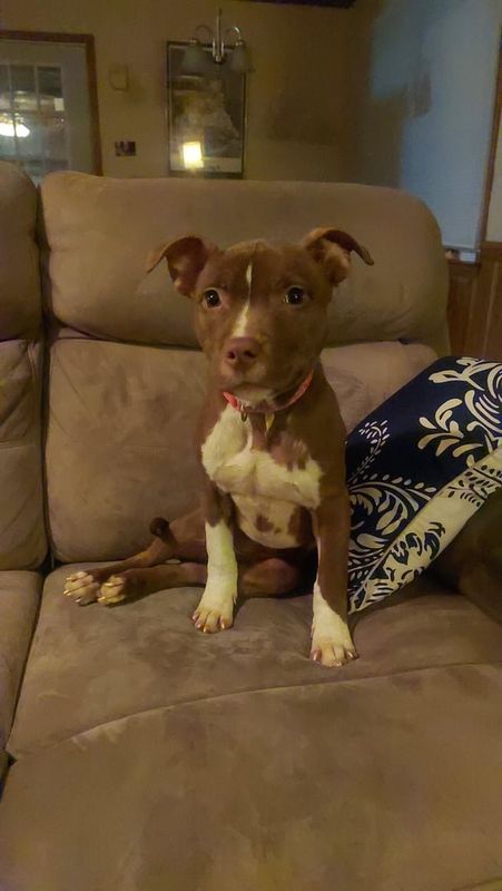 Lost Dog in Charlotte, North Carolina — lost/potentially dumped dog found in newell