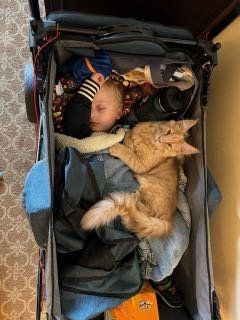 Lost Cat in Incline Village — listing photo