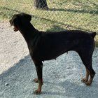 Lost Dog in K — Stop dumping dogs at dog parks. It’s not a magic wand for absolving yourself of responsibility.