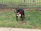 Lost Dog in Austin, Texas — listing photo