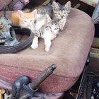 Found Cat in Fort Worth, Texas — Kitten Adoption Resources