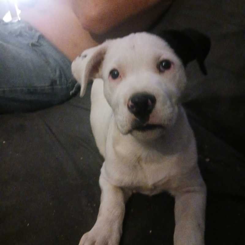 Lost Dog in De Soto — listing photo