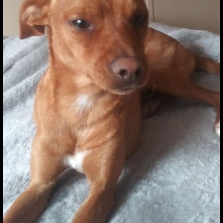 Lost Dog in Pecos — listing photo