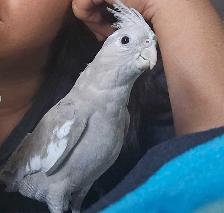 Lost Pet in Glassell Park — listing photo