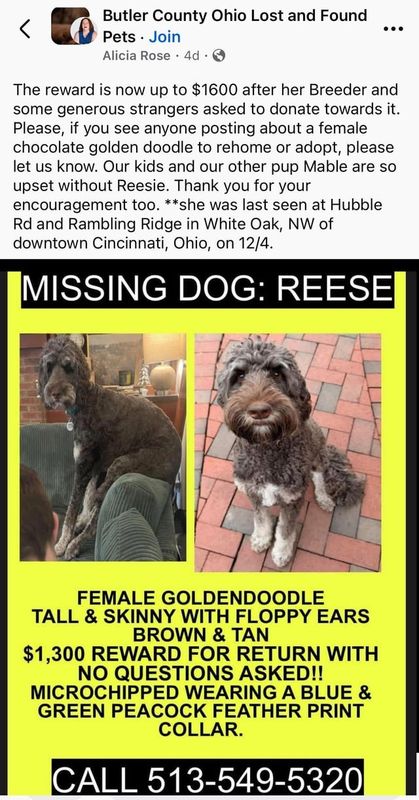 Lost Dog in Golden — listing photo