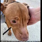 Lost Dog in Baltimore, Maryland — listing photo