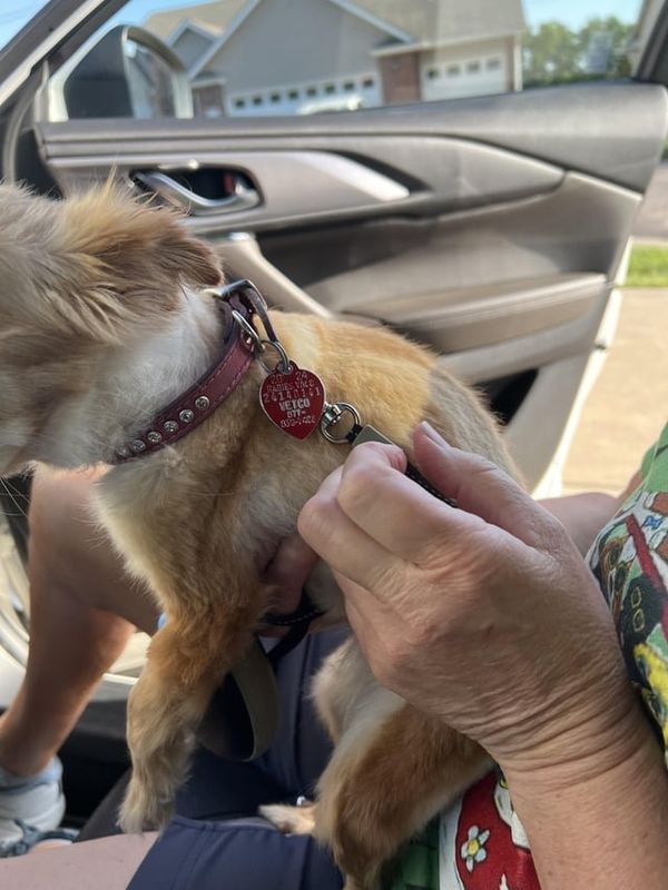 Found Dog in Wichita, Kansas — listing photo